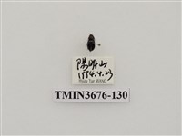 藏品(步行蟲(2))的圖片